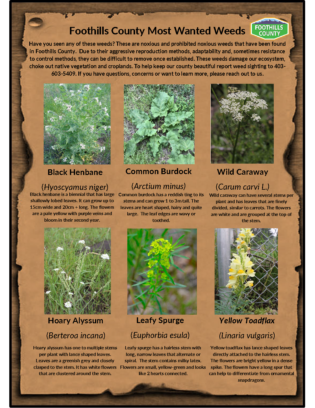 Foothills County's Most Wanted Weeds | Foothills County